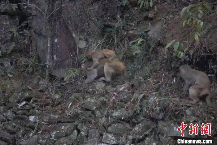 50多只野猴下山偷菜，人與自然和諧共處引深思