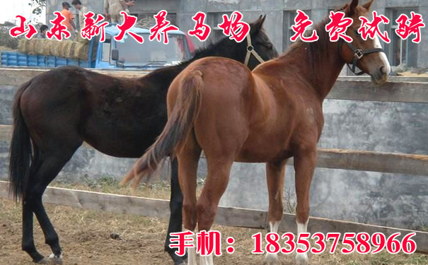 香港馬資料更新最快的+體驗(yàn)版68.985_精密解答